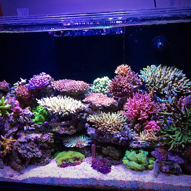 aquarium_seaさんの実例写真