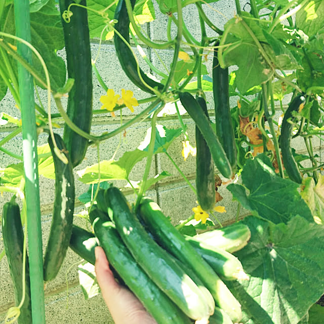 minaraiさんの実例写真