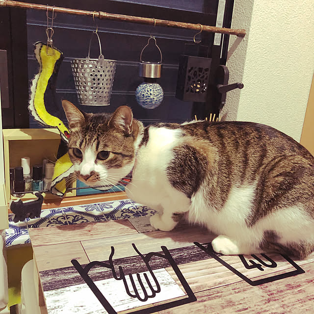 jijiさんの実例写真