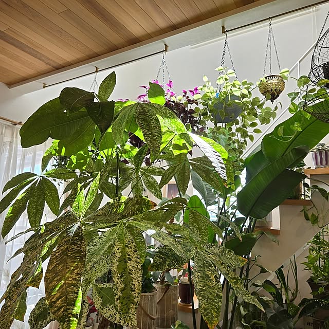 nonbiri_house_さんの部屋