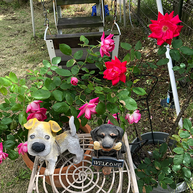 roserose555さんの実例写真