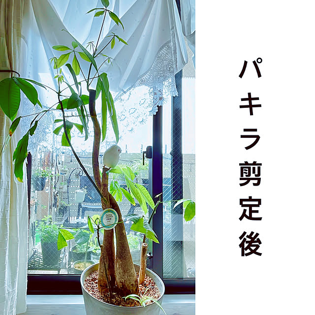 funiさんの実例写真