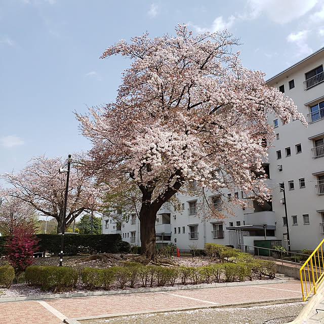 nyagosanさんの実例写真