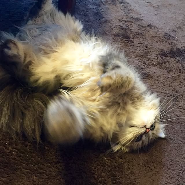 butachanさんの実例写真