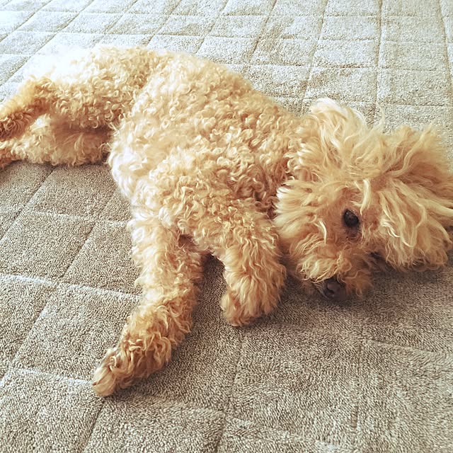 miruさんの実例写真