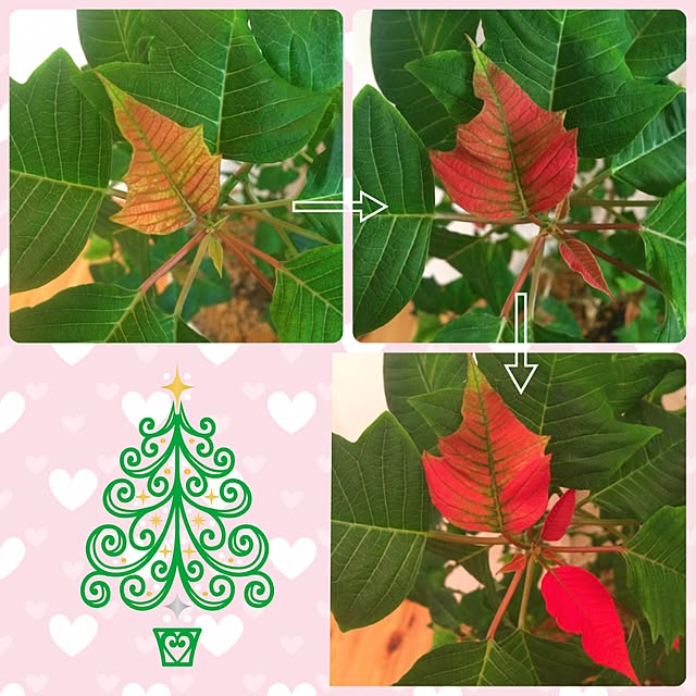 HappyRoseさんの実例写真