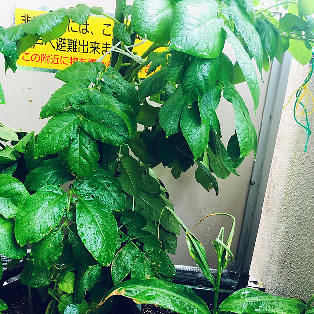 hanachanさんの部屋