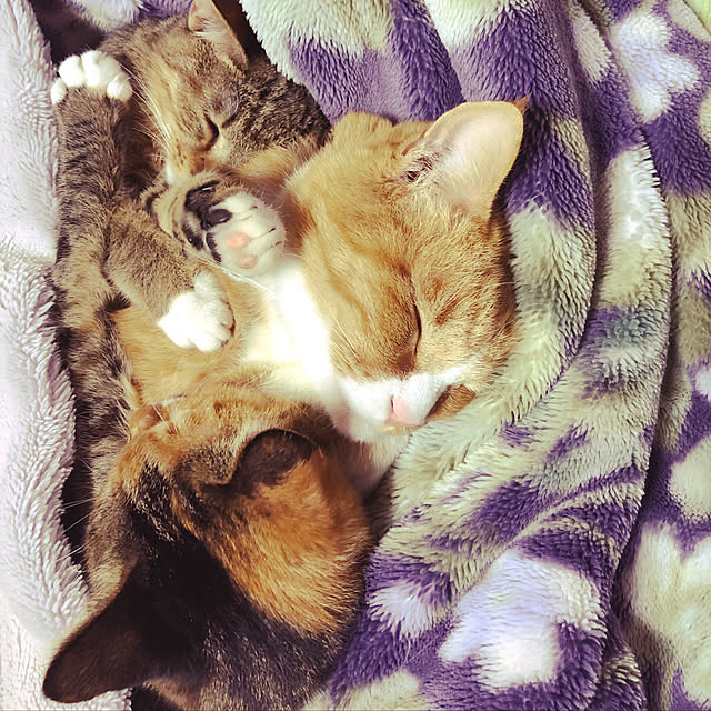 kichian8さんの実例写真