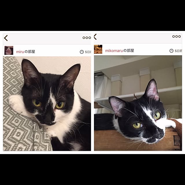 mikomaruさんの実例写真