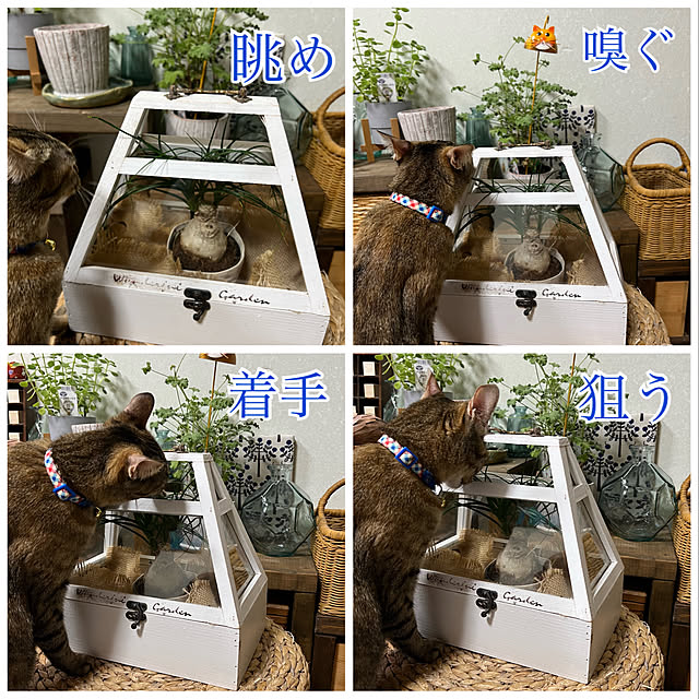 mohhaさんの実例写真