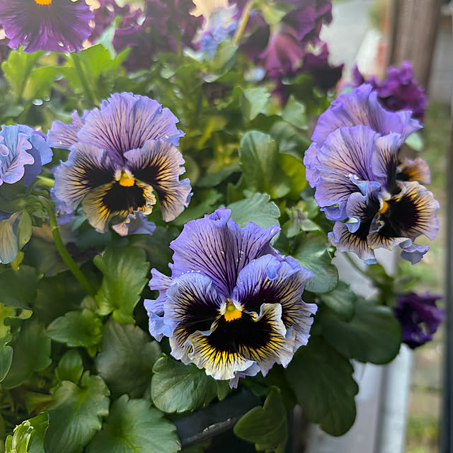 ritsukoさんの実例写真