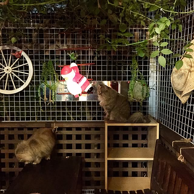 butachanさんの実例写真