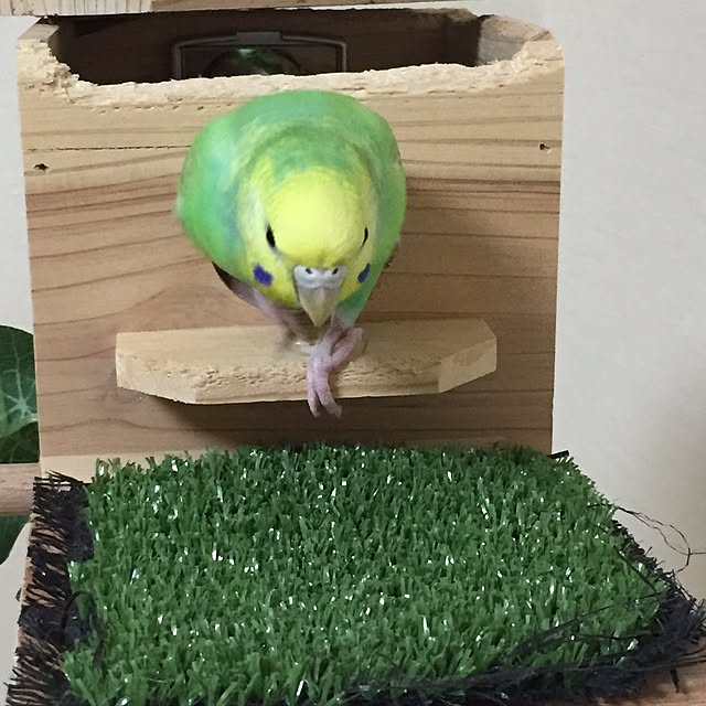 toratanさんの実例写真