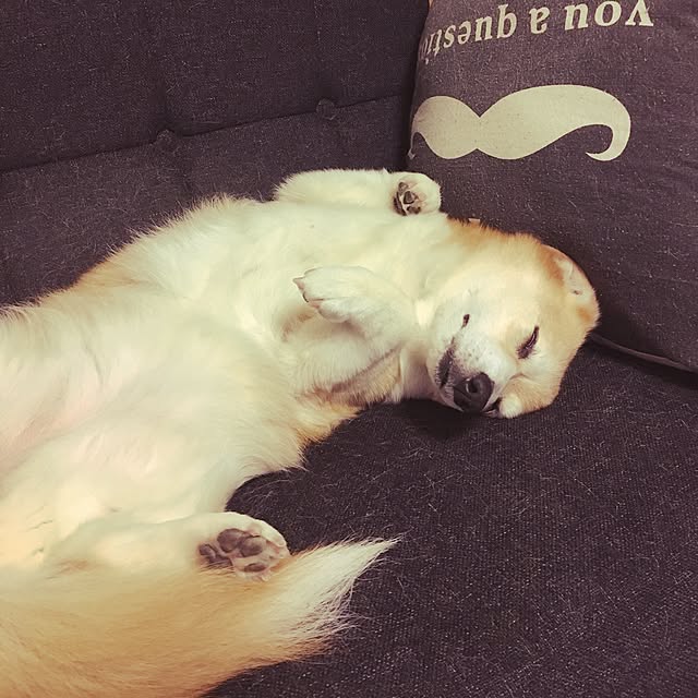yuiyuiさんの実例写真