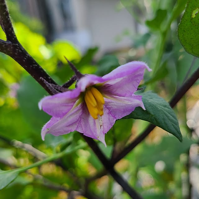 Rubiconさんの部屋