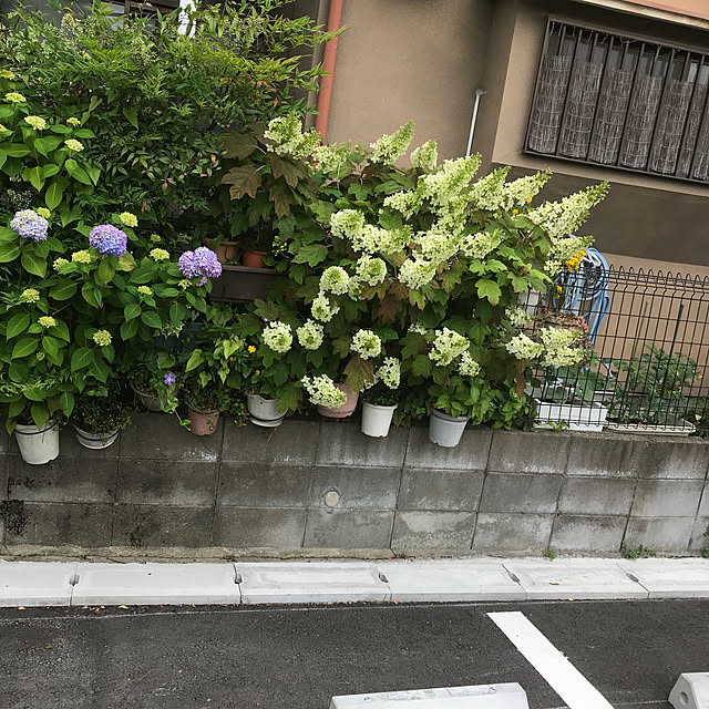 ikuko-pさんの実例写真