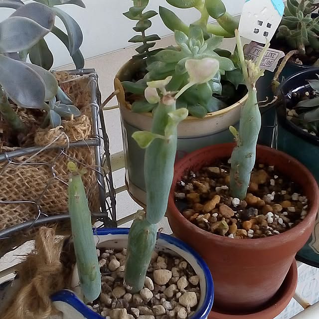 mariagardenさんの実例写真