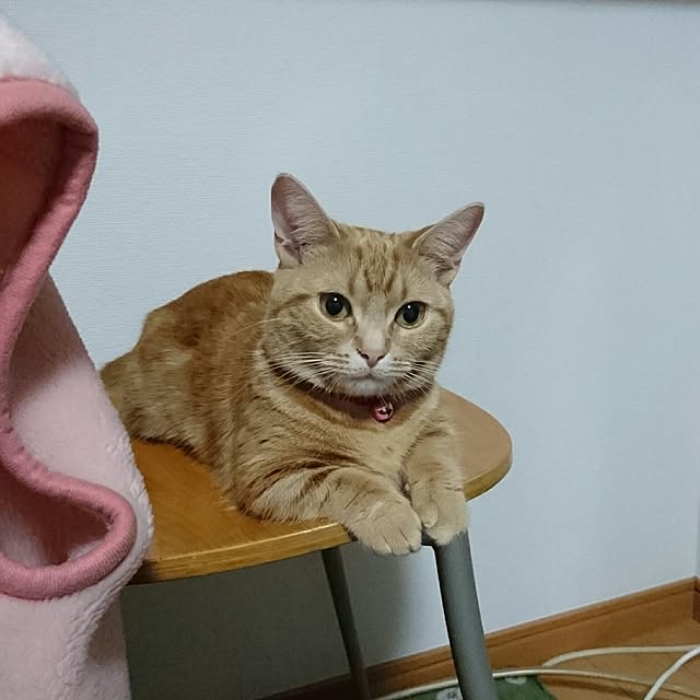 shinobuさんの実例写真