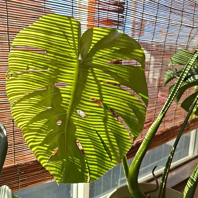 midoriさんの実例写真