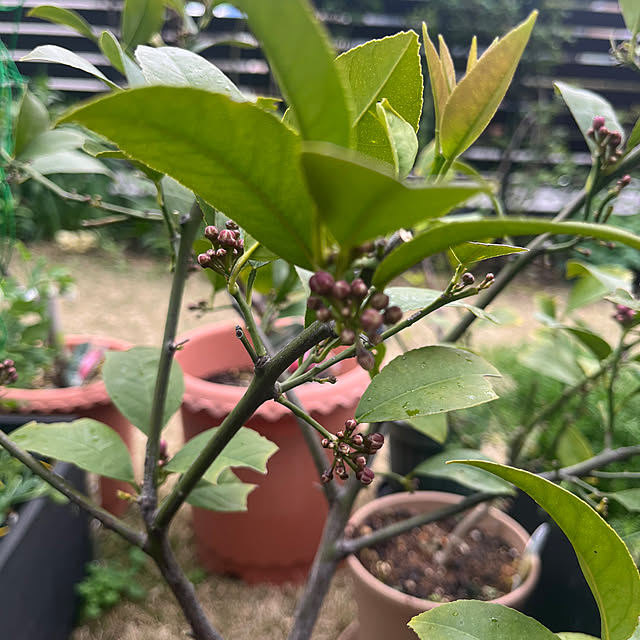 Virolさんの部屋