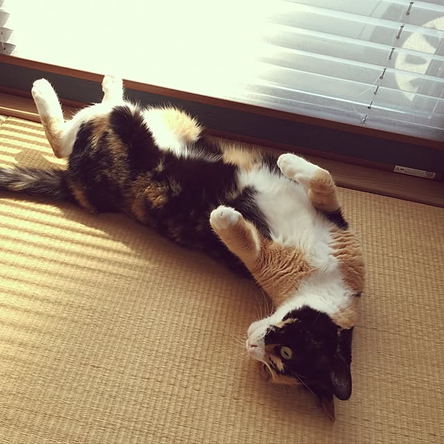 meguchiyoさんの実例写真
