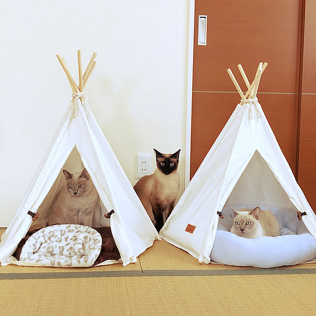 monkeymajimajikさんの実例写真