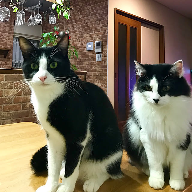 butachanさんの実例写真