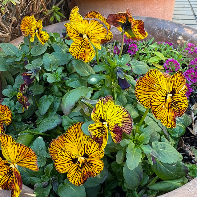 mamizaさんの部屋