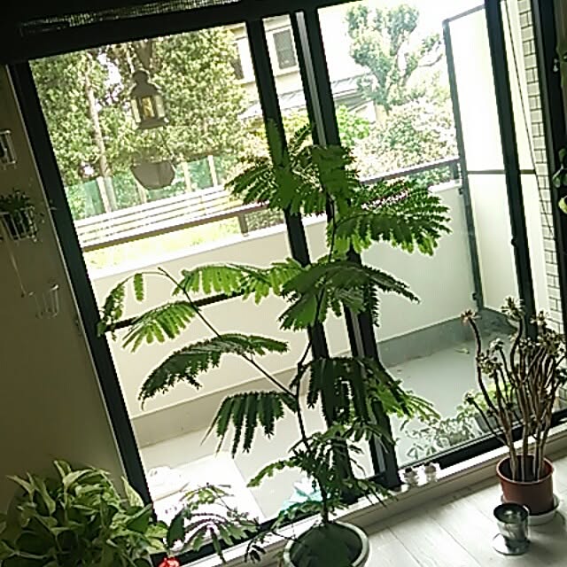 Shihoさんの実例写真