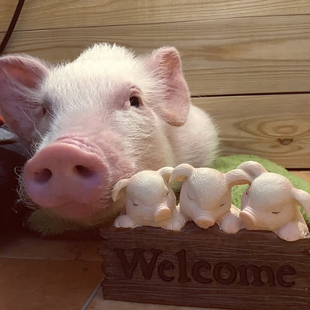 UGさんの実例写真