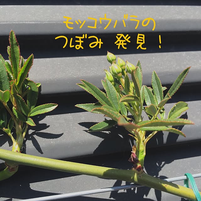 bibianさんの実例写真