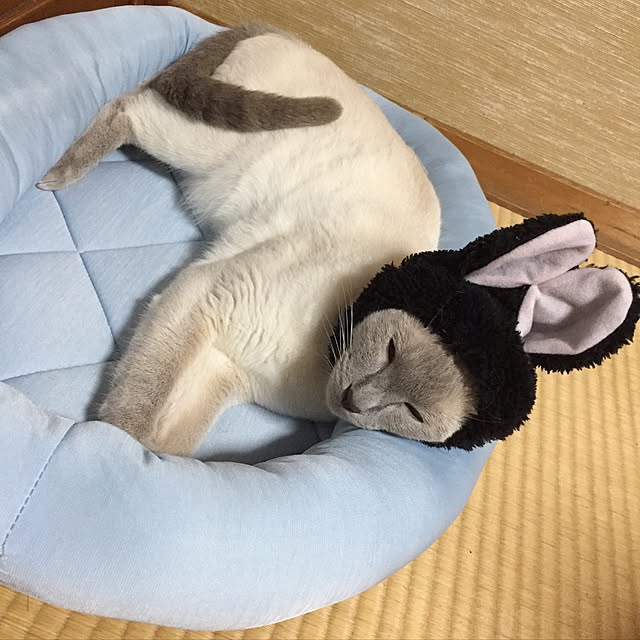 OmamekOさんの実例写真
