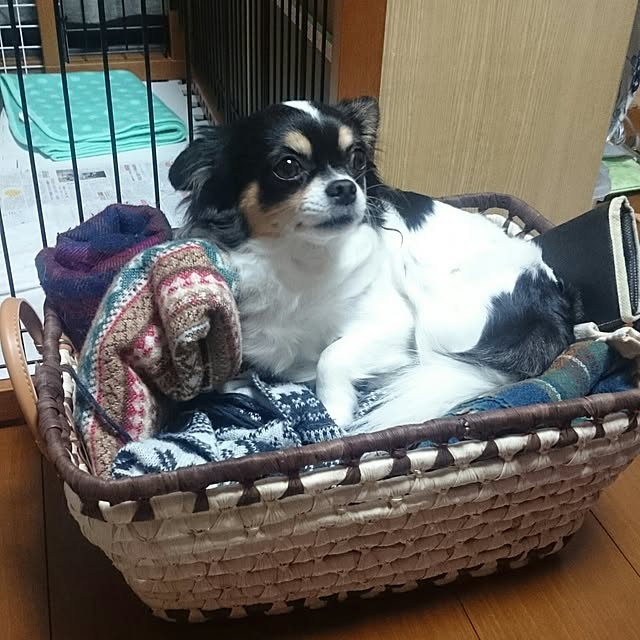 dorugavaさんの実例写真