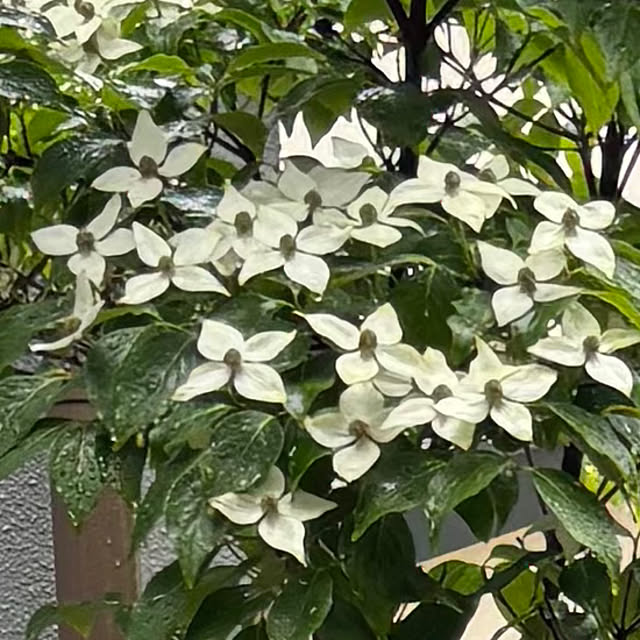 fuwa-mocoさんの実例写真
