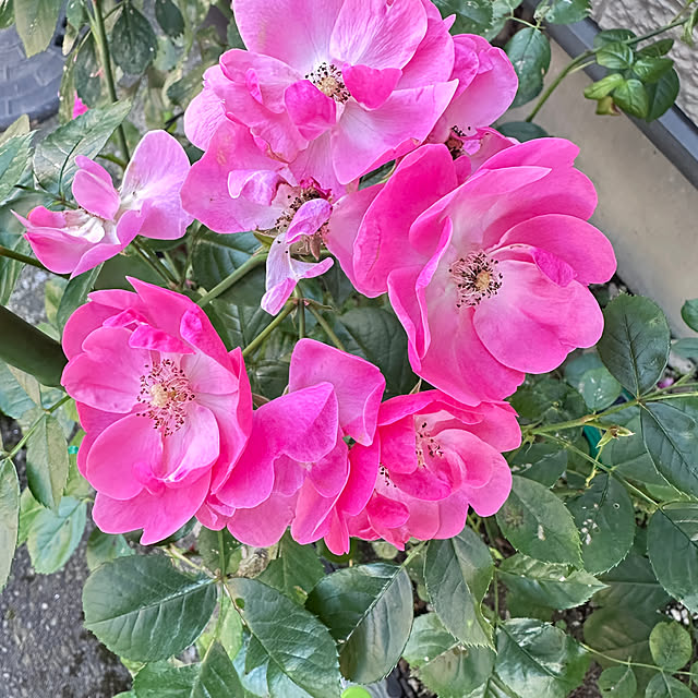 yenghuawang0112さんの部屋