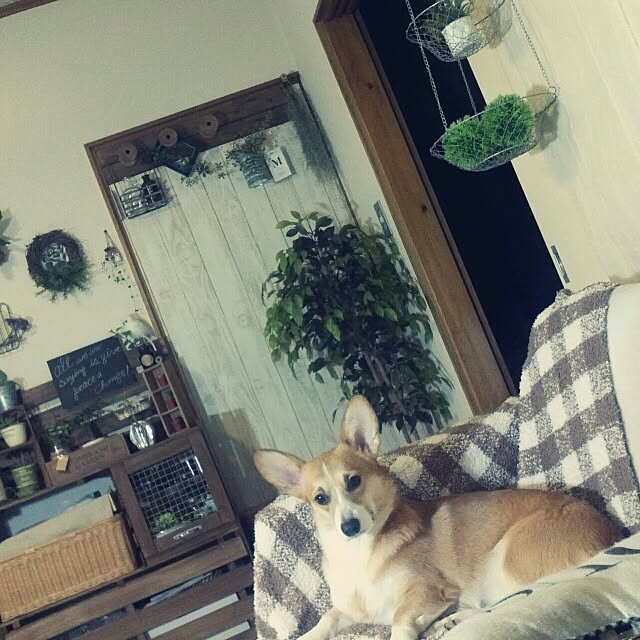 dezさんの実例写真