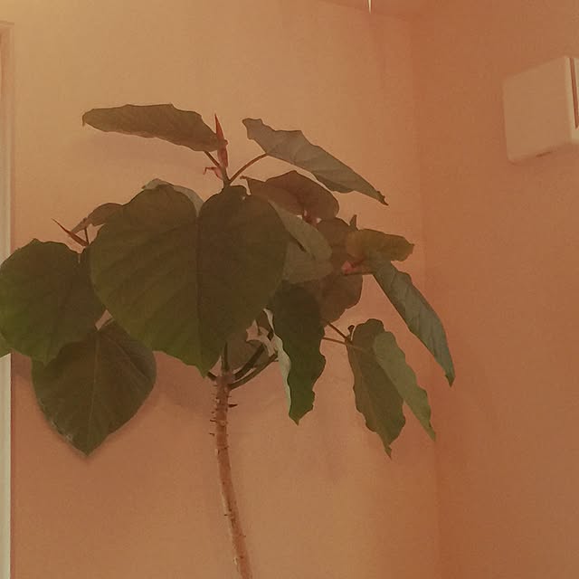 mi_koさんの実例写真