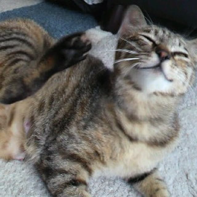 PrePolicさんの実例写真