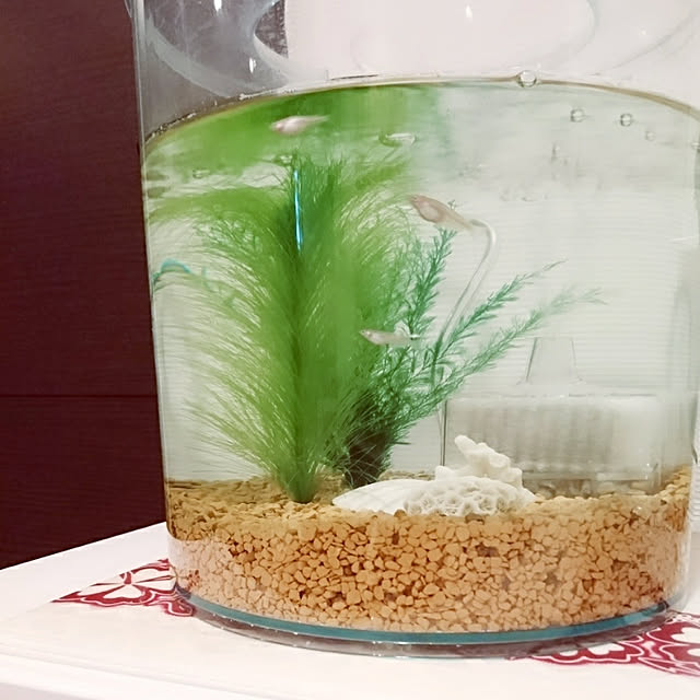 cocosorasakuさんの実例写真