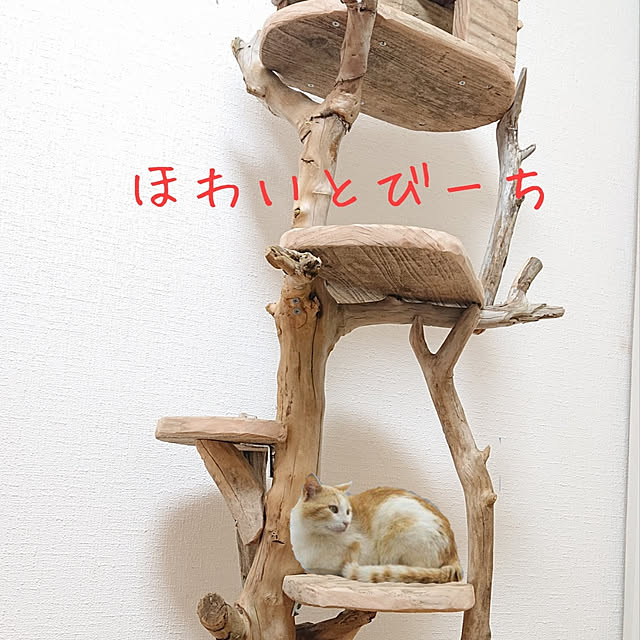 流木キャットタワーのおすすめ商品とおしゃれな実例 | RoomClip 流木キャットタワーのおすすめ商品とおしゃれな実例 | RoomClip