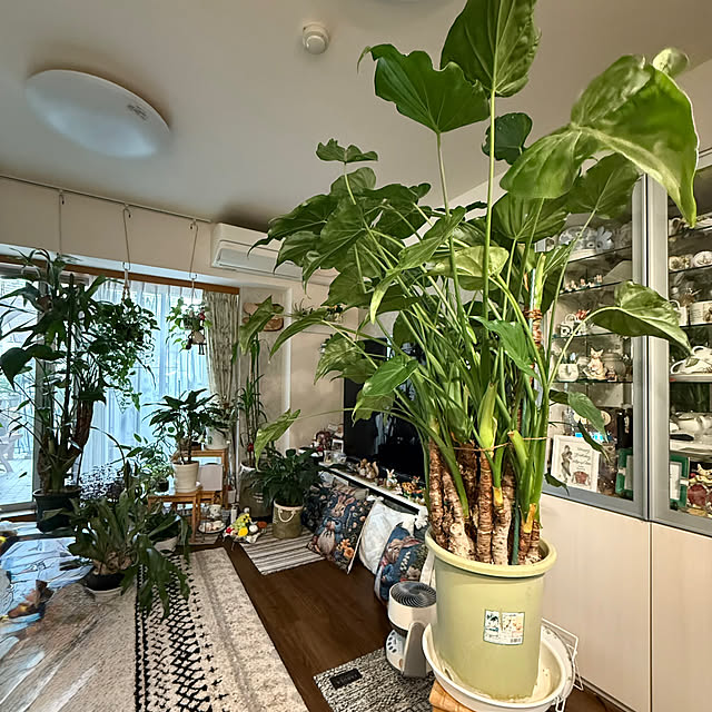 Aqettyさんの実例写真