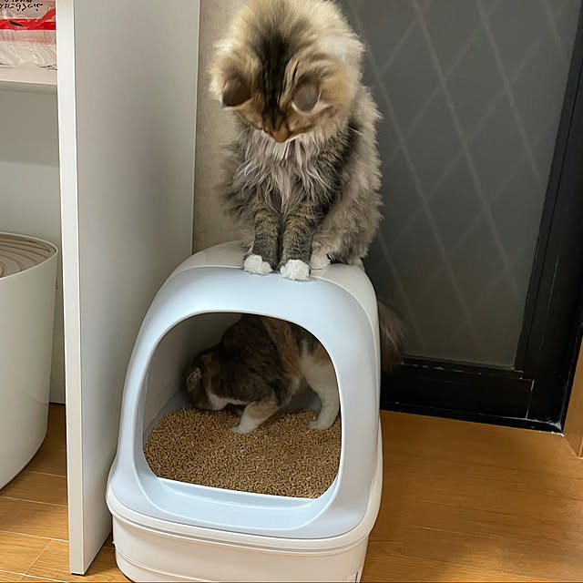 CATさんの実例写真