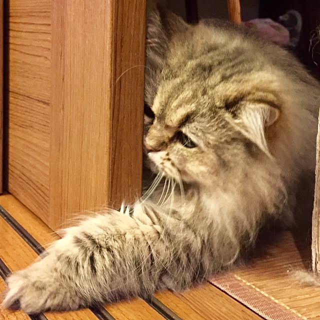butachanさんの実例写真