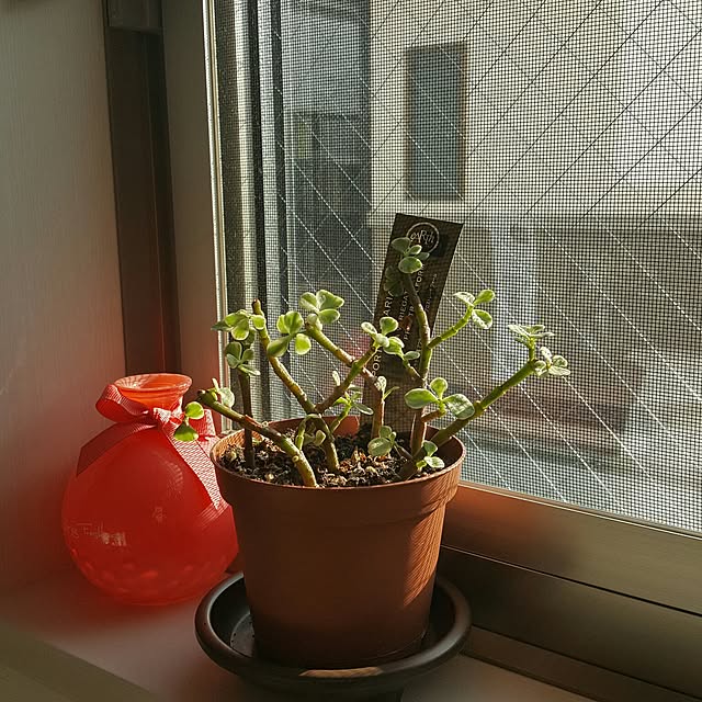 tonさんの実例写真