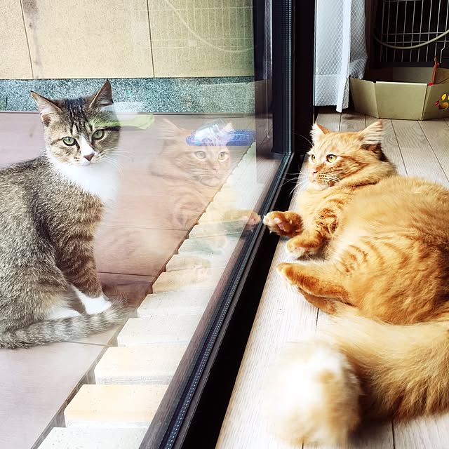 rintomoさんの実例写真