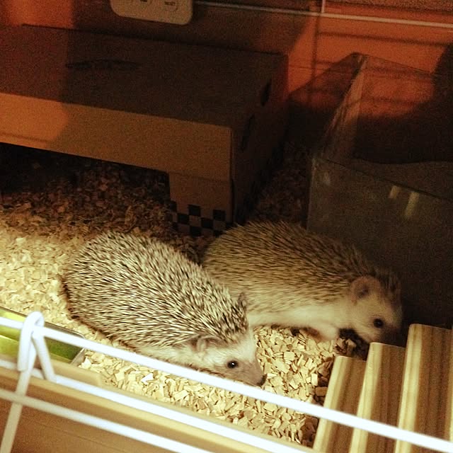 PORCAさんの実例写真