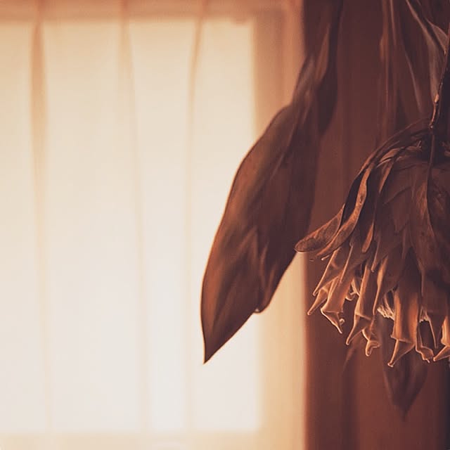 tocoriさんの実例写真