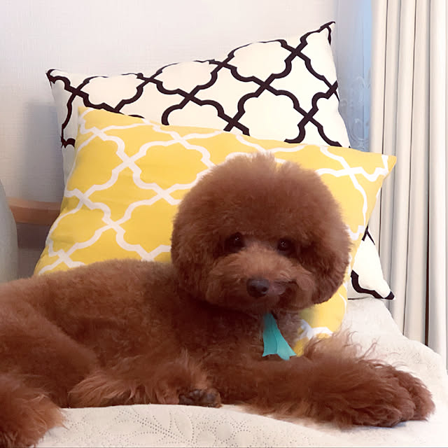 cocoaさんの実例写真