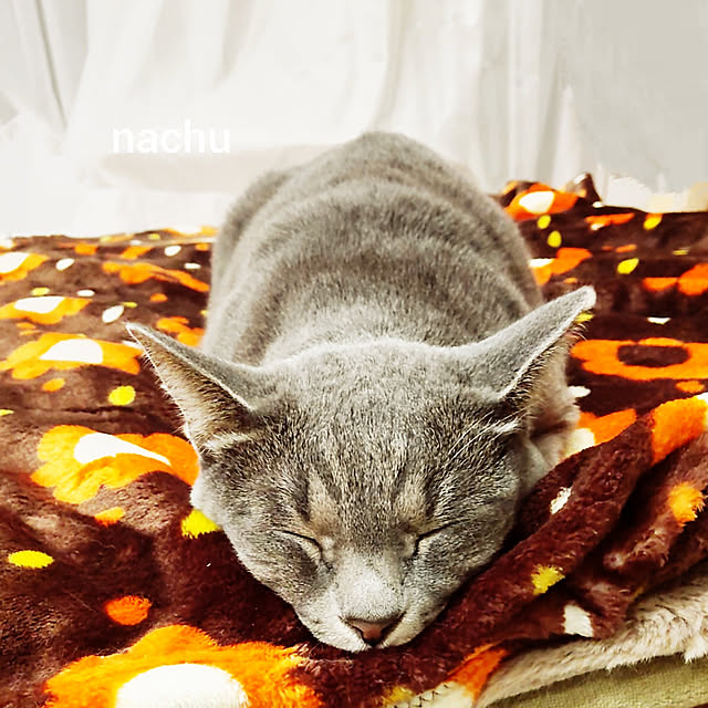 nachuさんの実例写真
