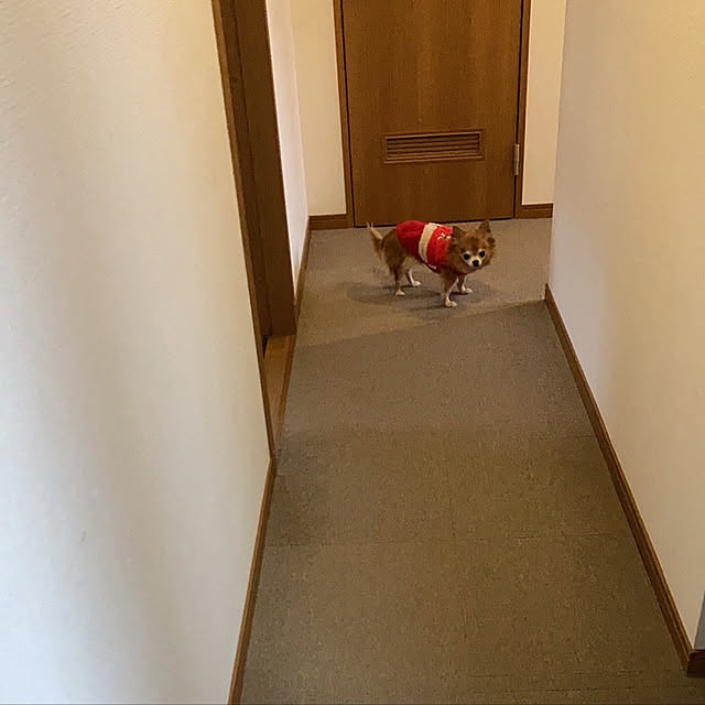 koroさんの実例写真